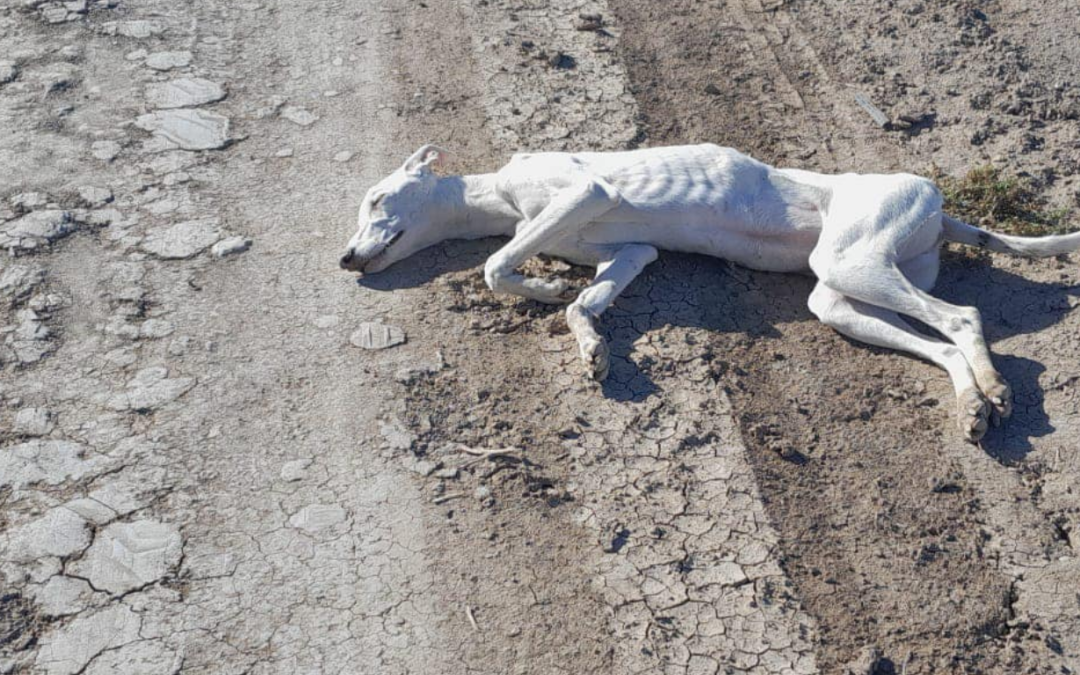 Starving galgo lying in the dirt