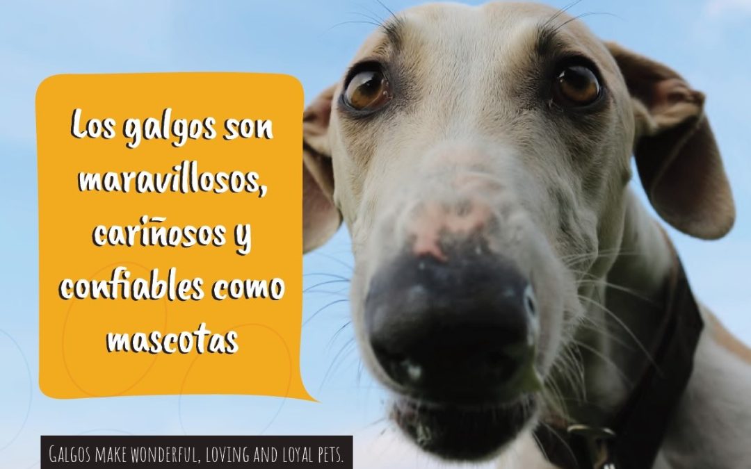 Postales